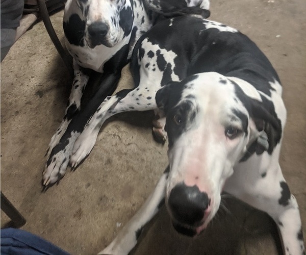 Medium Photo #3 Great Dane Puppy For Sale in WOOSTER, OH, USA