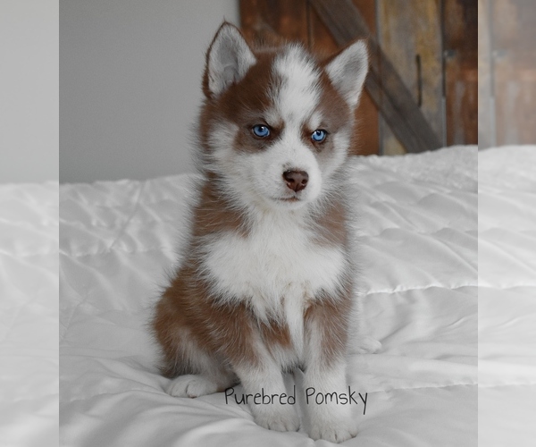 Medium Photo #1 Pomsky Puppy For Sale in KANSAS CITY, MO, USA