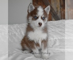 Image preview for Ad Listing. Nickname: Winston Pomsky