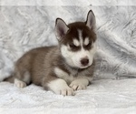 Small Photo #3 Siberian Husky Puppy For Sale in MADERA, CA, USA