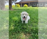 Puppy Light blue German Shepherd Dog