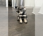 Small Photo #3 Schnauzer (Miniature) Puppy For Sale in KANNAPOLIS, NC, USA