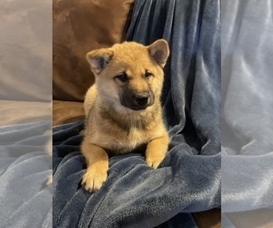 Imo-Inu Puppy for sale in HILLSBORO, WI, USA