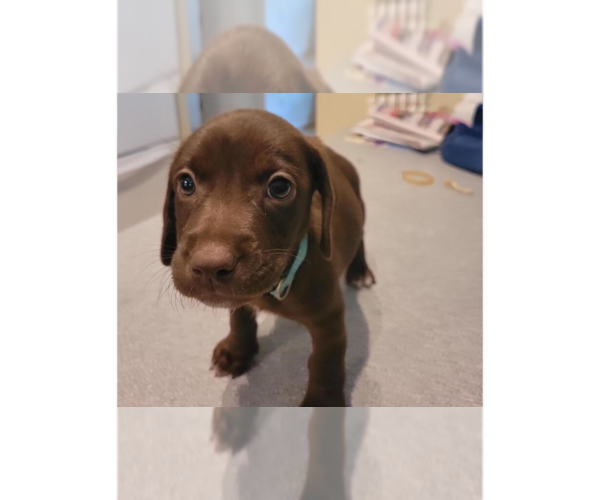 Medium Photo #1 Doxle Puppy For Sale in Aurora, IN, USA