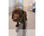 Small Doxle