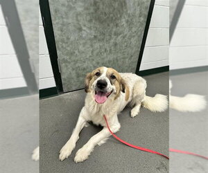 Australian Shepherd-Unknown Mix Dogs for adoption in Corpus Christi, TX, USA