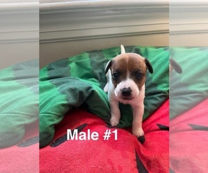 Jack Russell Terrier Puppy for sale in BOLIVAR, TN, USA