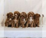 Small #2 Cavapoo