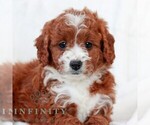 Small #3 Cavapoo (Miniature)