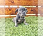 Small Photo #54 French Bulldog Puppy For Sale in ORLANDO, FL, USA