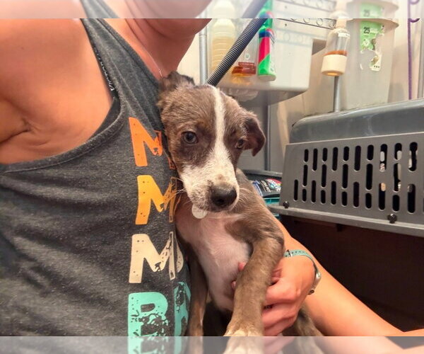 Medium Photo #2 Catahoula Leopard Dog-Unknown Mix Puppy For Sale in Salt Lake City, UT, USA