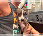 Small #1 Catahoula Leopard Dog Mix