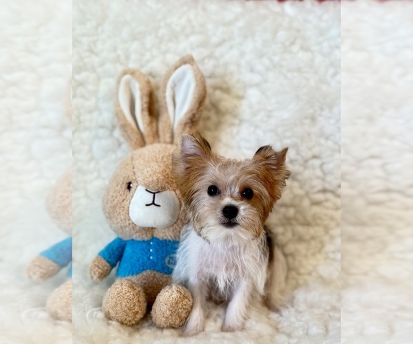 Medium Photo #2 Yorkshire Terrier Puppy For Sale in REDLANDS, CA, USA