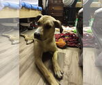 Small #5 Catahoula Leopard Dog-Labrador Retriever Mix