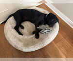 Small #3 Labrador Retriever-Retriever  Mix