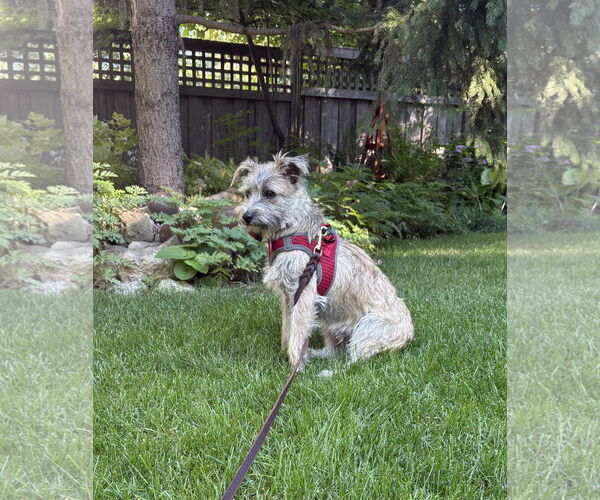 Medium Photo #7 Border Terrier-Unknown Mix Puppy For Sale in St. Louis Park, MN, USA