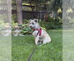 Small #6 Border Terrier Mix