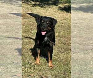 Golden Shepherd Dogs for adoption in Aurora, IN, USA