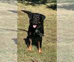 Gator - Male Golden Shepherd Dog for Adoption - Small photo
