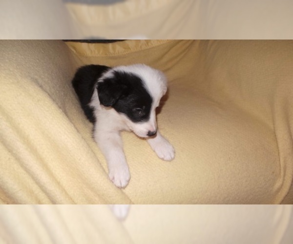 Medium Photo #32 Border Collie Puppy For Sale in AIKEN, SC, USA