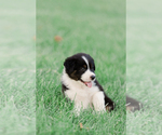 Small Photo #31 Australian Shepherd Puppy For Sale in ARODA, VA, USA
