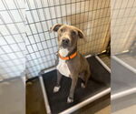 Small #1 Weimaraner Mix