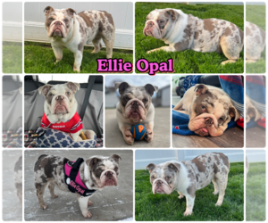 Mother of the English Bulldog puppies born on 07/29/2025