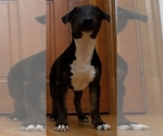 Small Photo #10 Bull Terrier Puppy For Sale in CHESAPEAKE, VA, USA