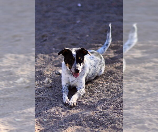 Medium Photo #3 Mutt Puppy For Sale in Webster, WI, USA