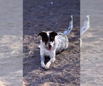 Small #2 Mutt