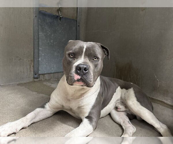 Medium Photo #1 American Pit Bull Terrier Puppy For Sale in San Bernardino, CA, USA