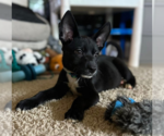Small Labrador Retriever Mix