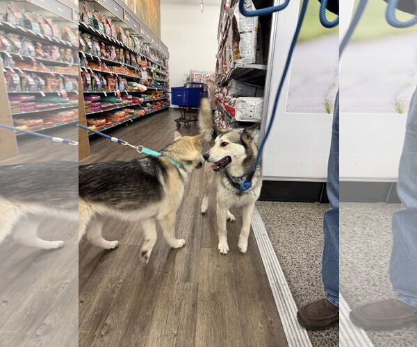 Medium Photo #4 Siberian Husky Puppy For Sale in Cedar Crest, NM, USA
