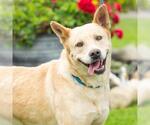 Small #2 German Shepherd Dog Mix