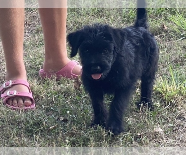 Medium Photo #3 Schnauzer (Giant) Puppy For Sale in CLEVELAND, TX, USA