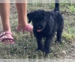 Small Photo #3 Schnauzer (Giant) Puppy For Sale in CLEVELAND, TX, USA