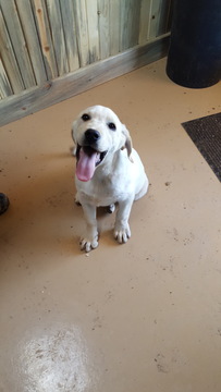 Medium Photo #1 Labrador Retriever Puppy For Sale in LA JARA, CO, USA