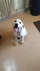Labrador Retriever Puppy for sale in LA JARA, CO, USA