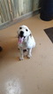 Small Photo #1 Labrador Retriever Puppy For Sale in LA JARA, CO, USA
