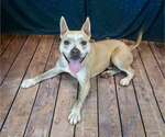 Small #12 Bulldog Mix