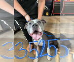 Small American Pit Bull Terrier Mix