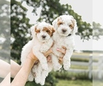 Small Goldendoodle (Miniature)