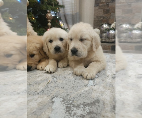 Medium Photo #12 Golden Retriever Puppy For Sale in ELVERTA, CA, USA