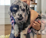 Small Photo #1 Goldendoodle-Great Dane Mix Puppy For Sale in TURTLE LAKE, WI, USA