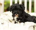 Small Photo #1 Schnoodle (Miniature) Puppy For Sale in LAKEVILLE, OH, USA