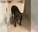 Small #3 American Pit Bull Terrier-Labrador Retriever Mix