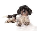 Small #2 Shih Tzu