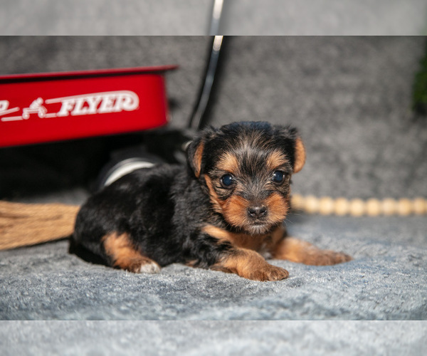 Medium Photo #2 Yorkshire Terrier Puppy For Sale in DELTA, PA, USA