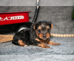 Small #1 Yorkshire Terrier