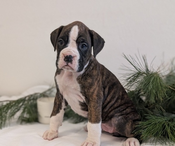 Medium Photo #4 Boxer Puppy For Sale in GOSHEN, IN, USA